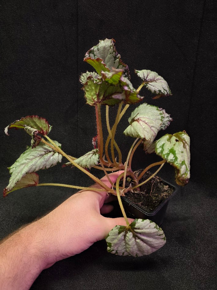 Begonia Watermelon Party #01