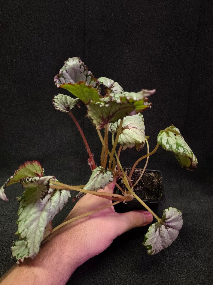 Begonia Watermelon Party #01