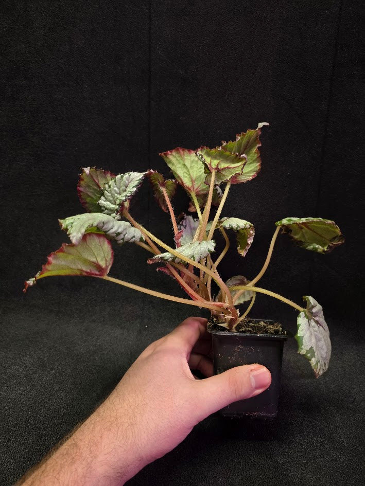 Begonia Watermelon Party #01