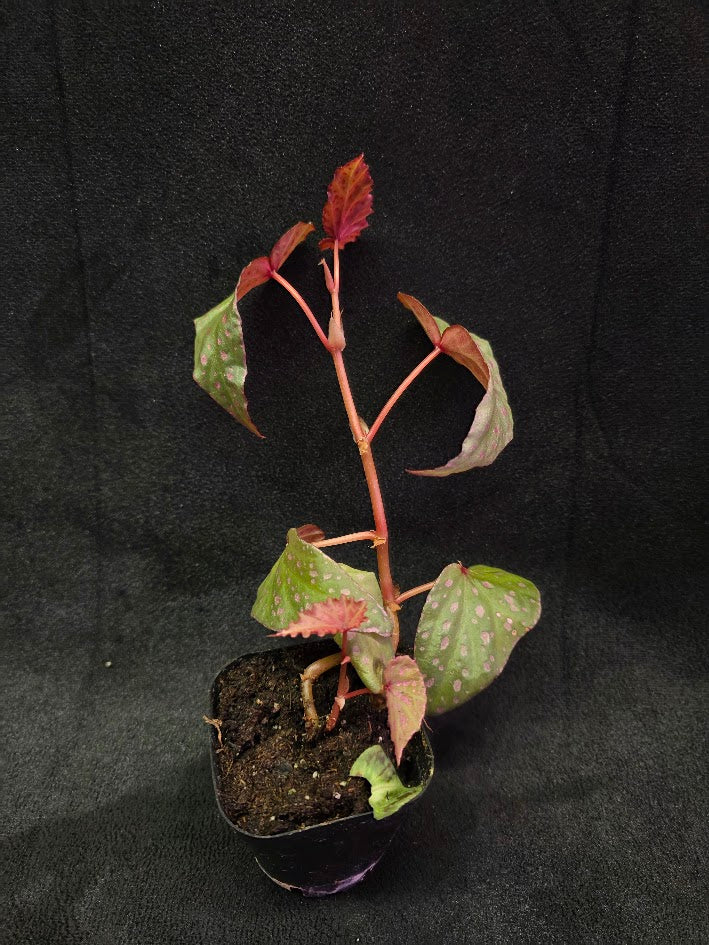 Begonia Malachosticta #06