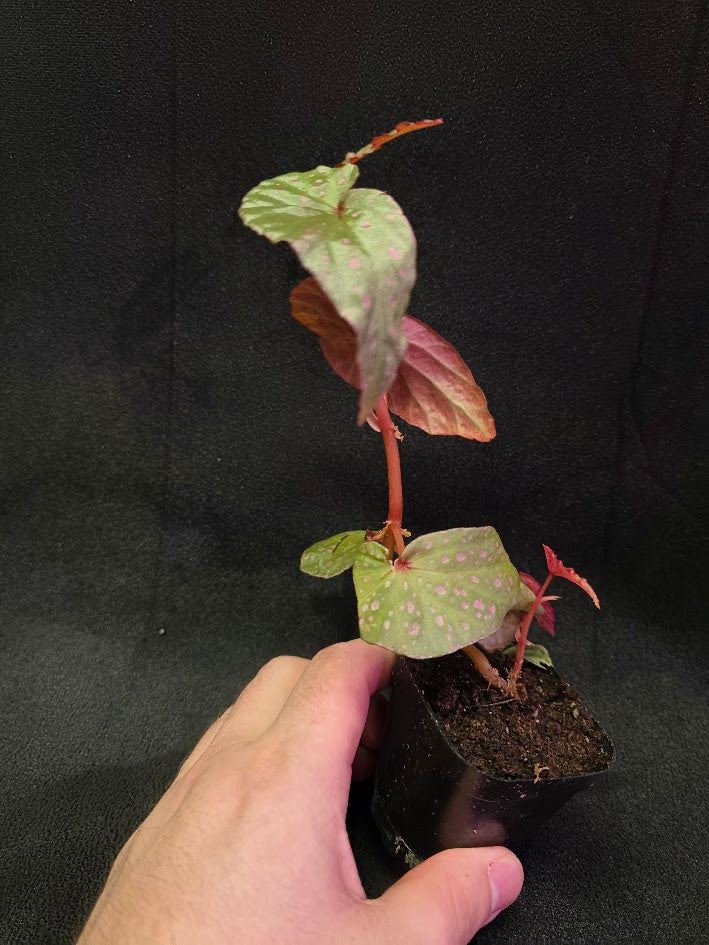Begonia Malachosticta #06