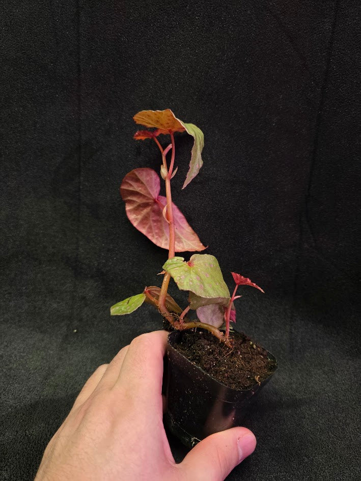 Begonia Malachosticta #06
