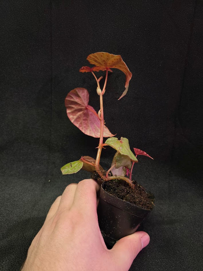 Begonia Malachosticta #06