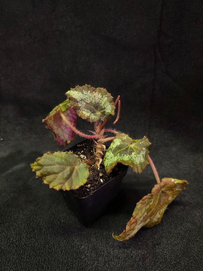 Begonia Aurantiflora #01