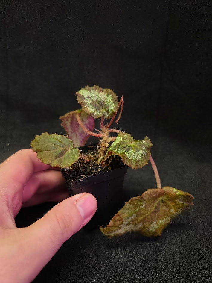 Begonia Aurantiflora #01