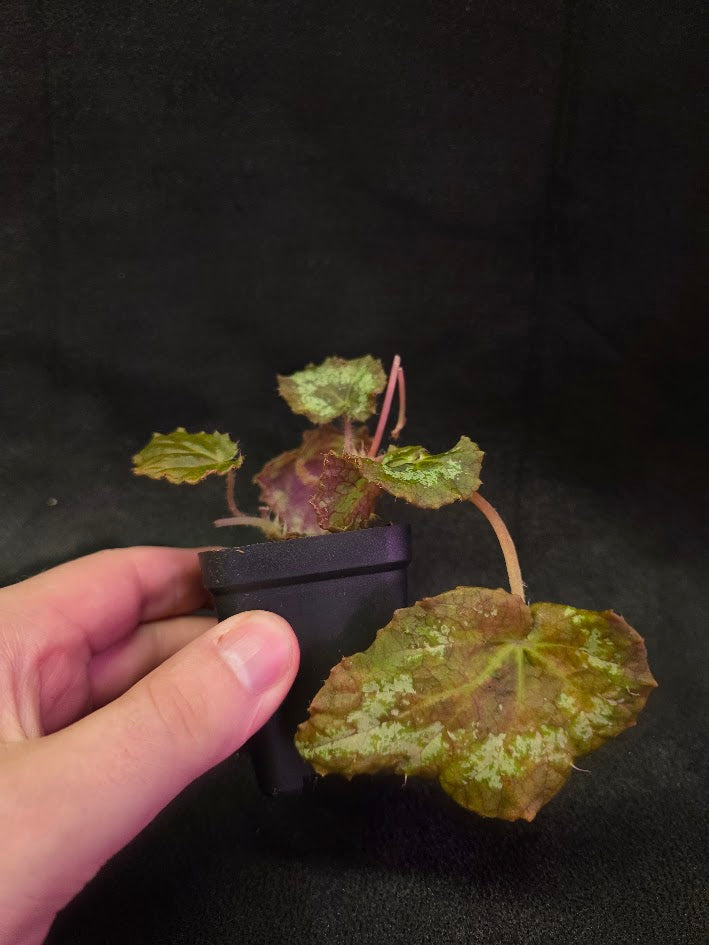 Begonia Aurantiflora #01