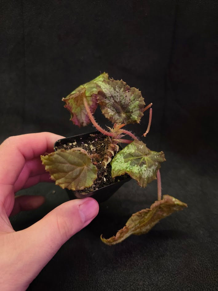 Begonia Aurantiflora #01