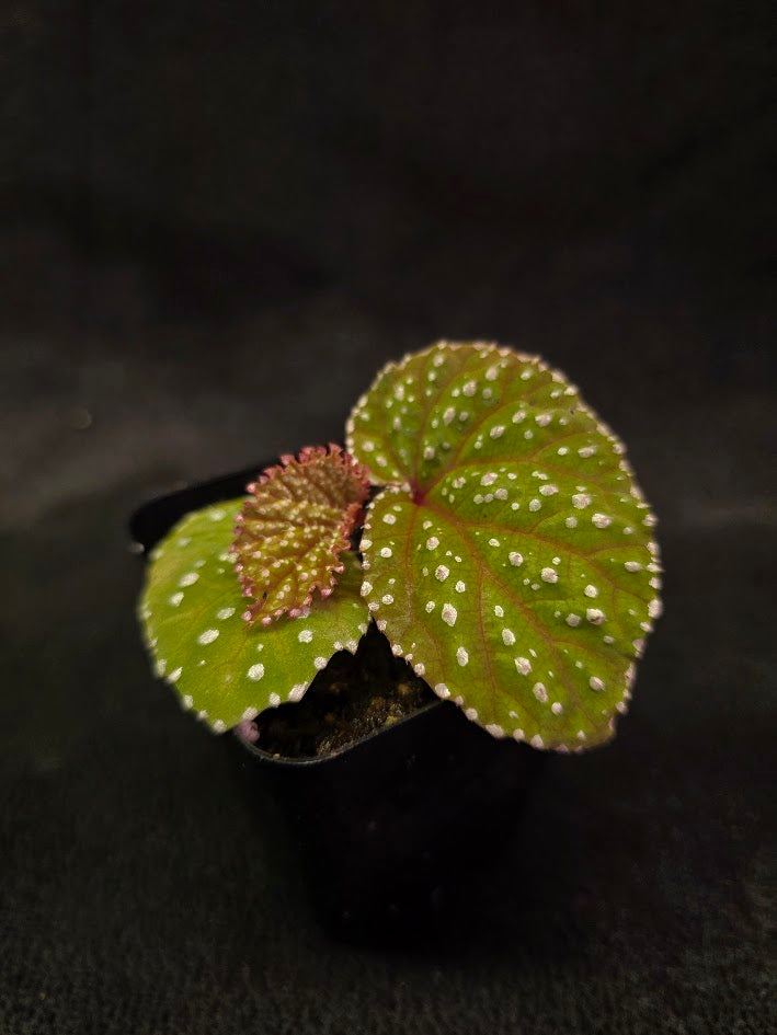 Begonia Sp. Taiwan #01