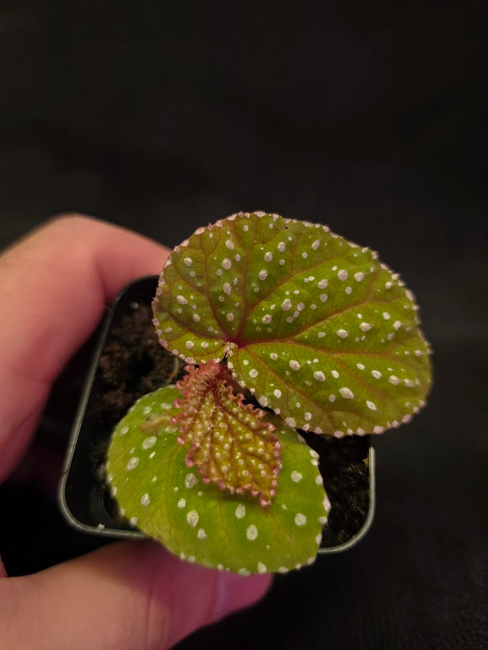 Begonia Sp. Taiwan #01
