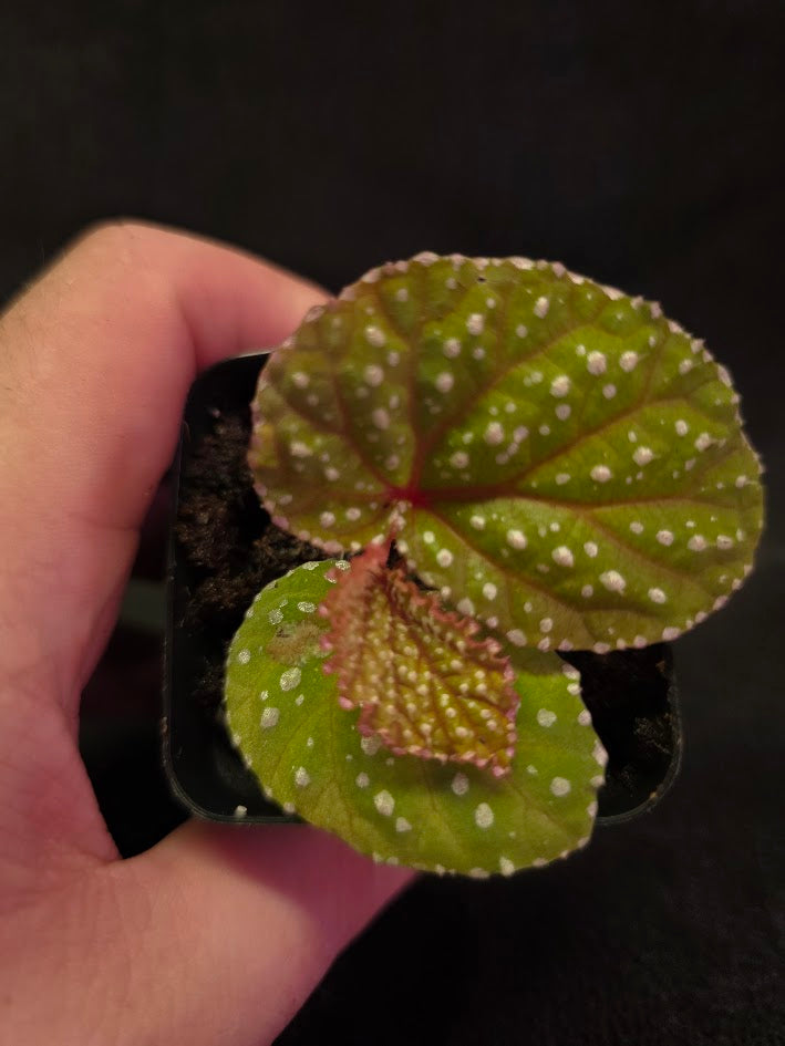 Begonia Sp. Taiwan #01