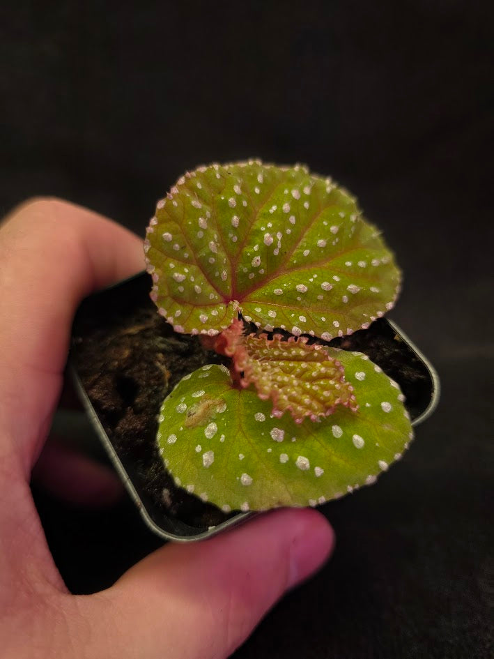 Begonia Sp. Taiwan #01
