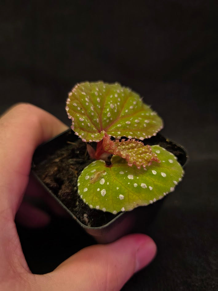 Begonia Sp. Taiwan #01