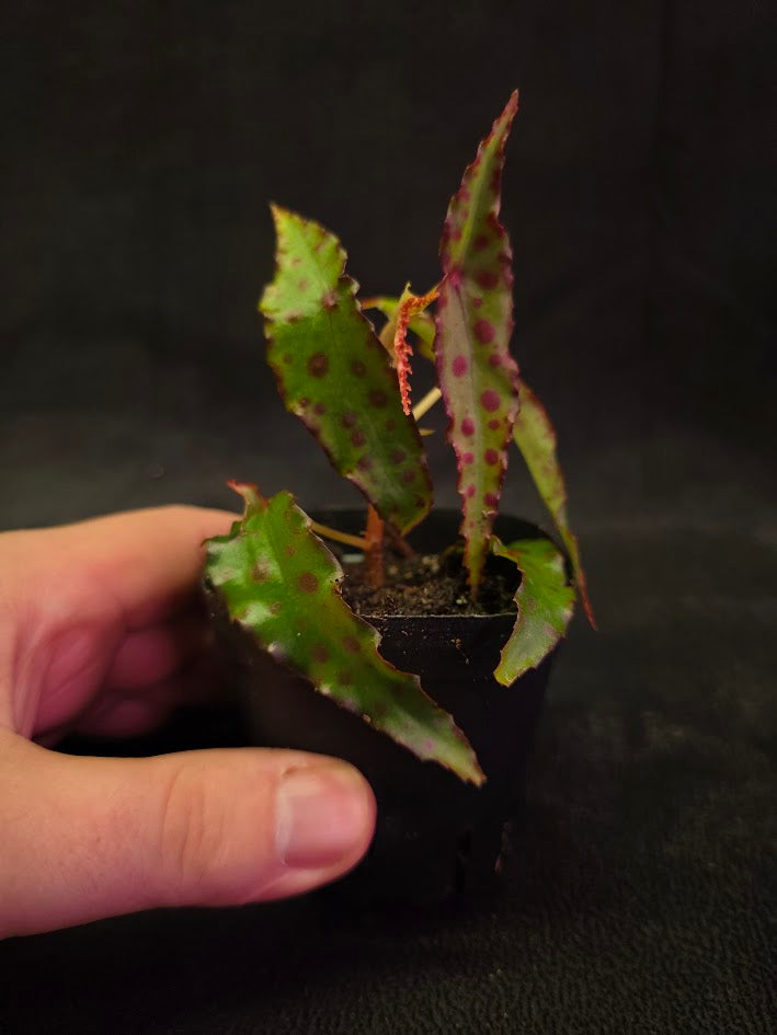 Begonia Amphioxus #06