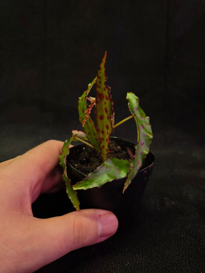 Begonia Amphioxus #06