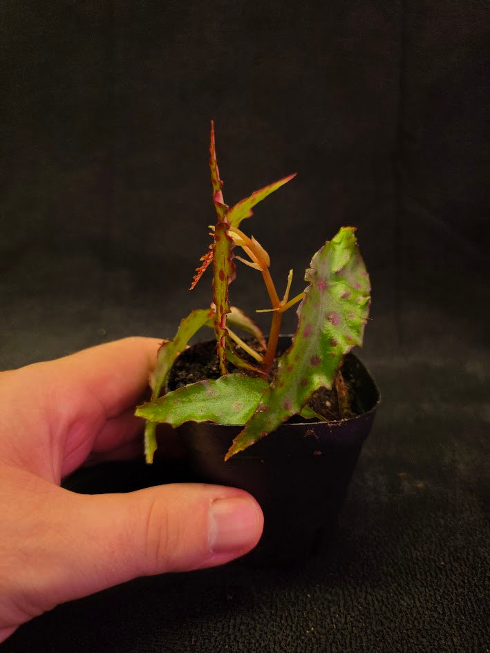 Begonia Amphioxus #06