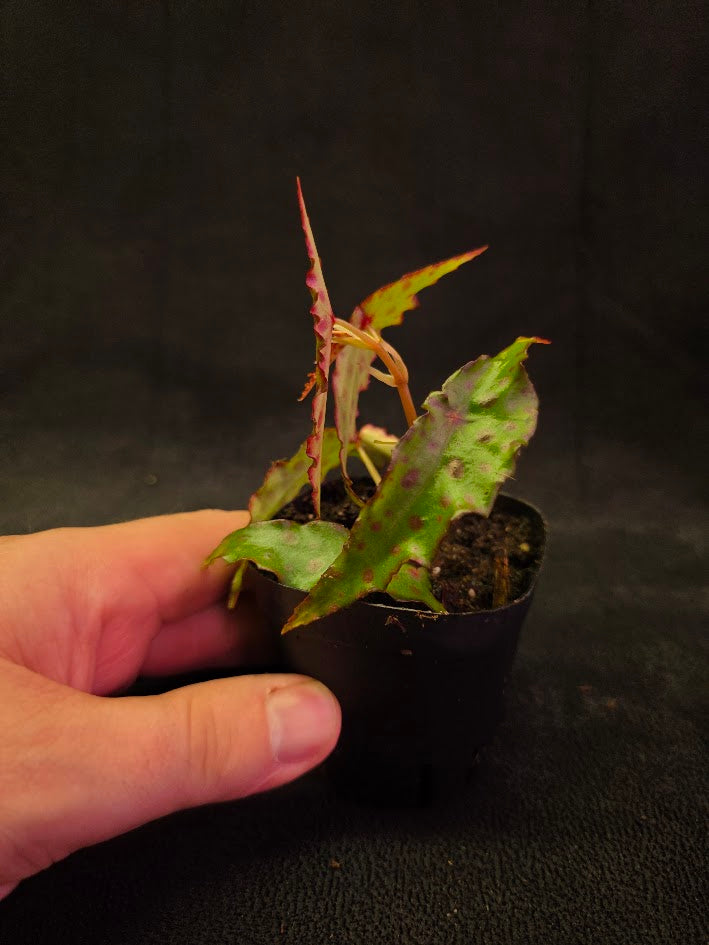 Begonia Amphioxus #06