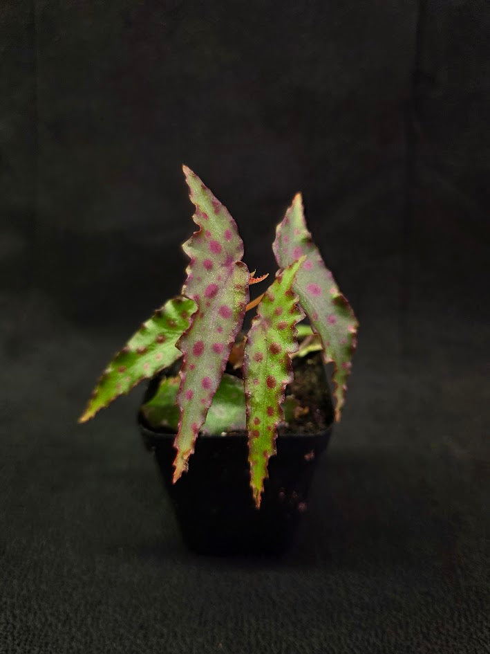 Begonia Amphioxus #07