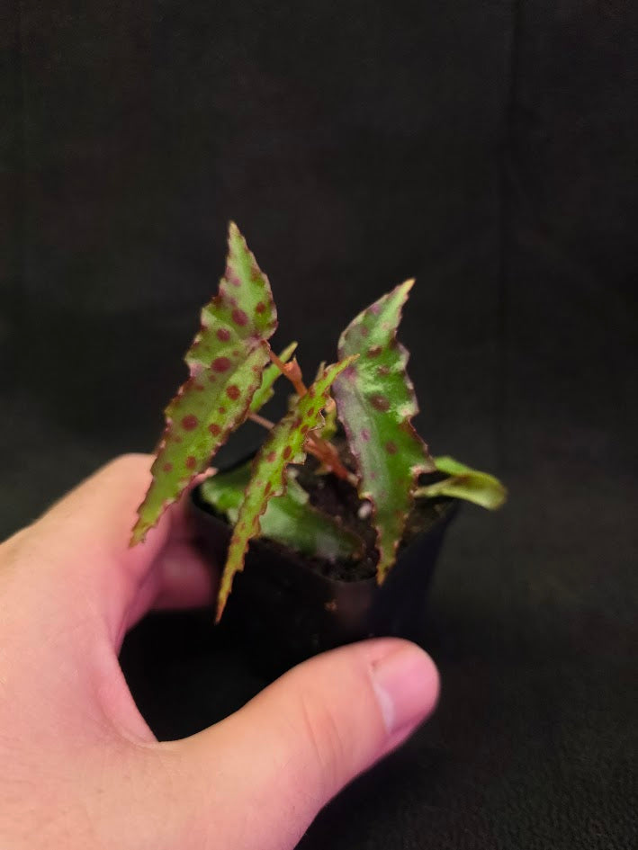 Begonia Amphioxus #07