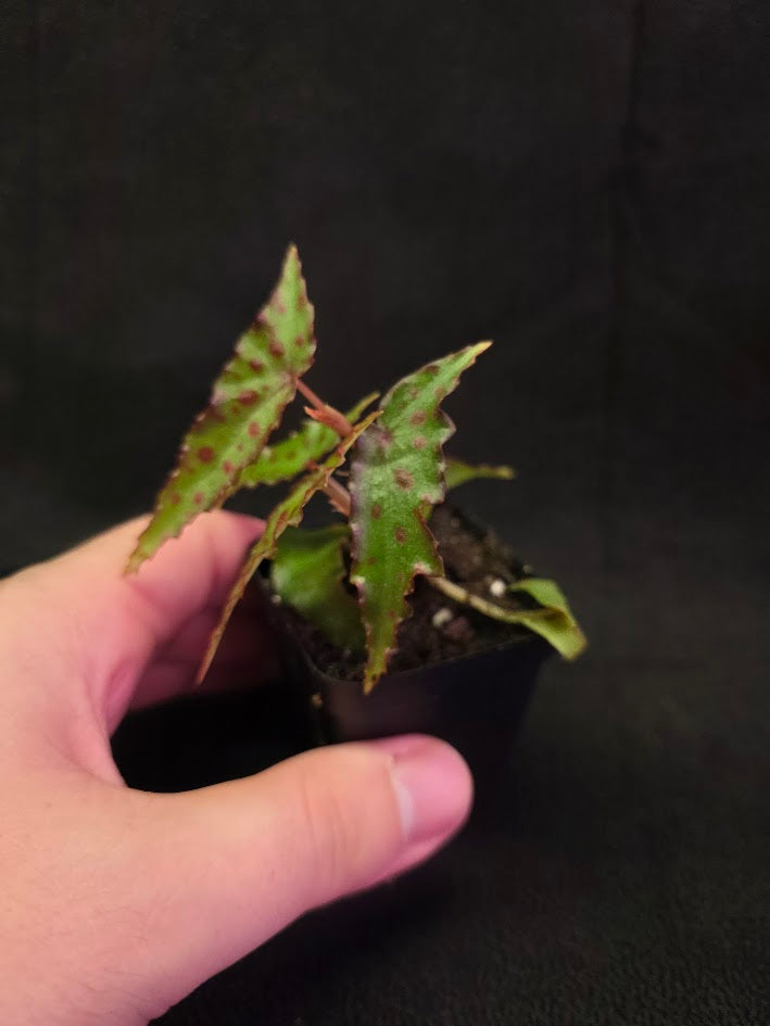 Begonia Amphioxus #07
