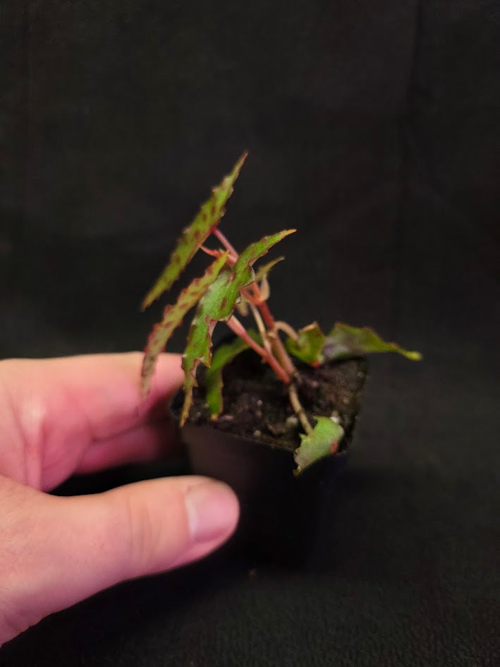 Begonia Amphioxus #07
