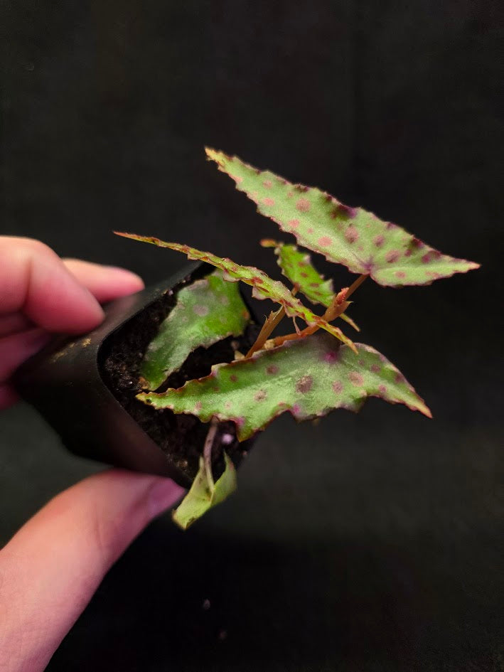 Begonia Amphioxus #07