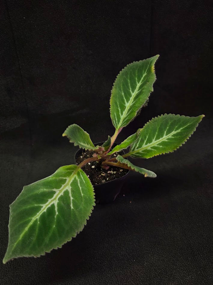 Sinningia Pedra Lisa #01