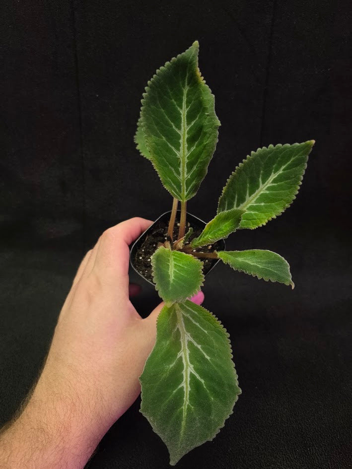 Sinningia Pedra Lisa #01