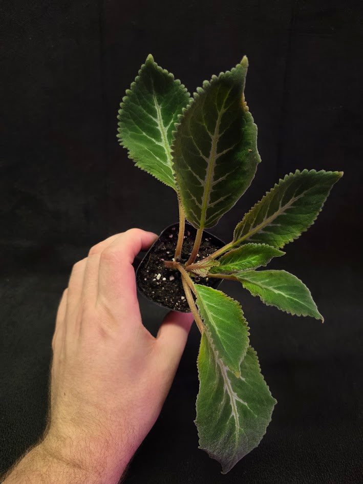 Sinningia Pedra Lisa #01