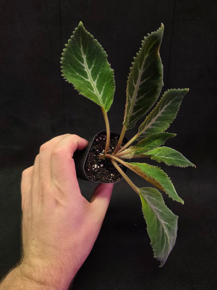 Sinningia Pedra Lisa #01