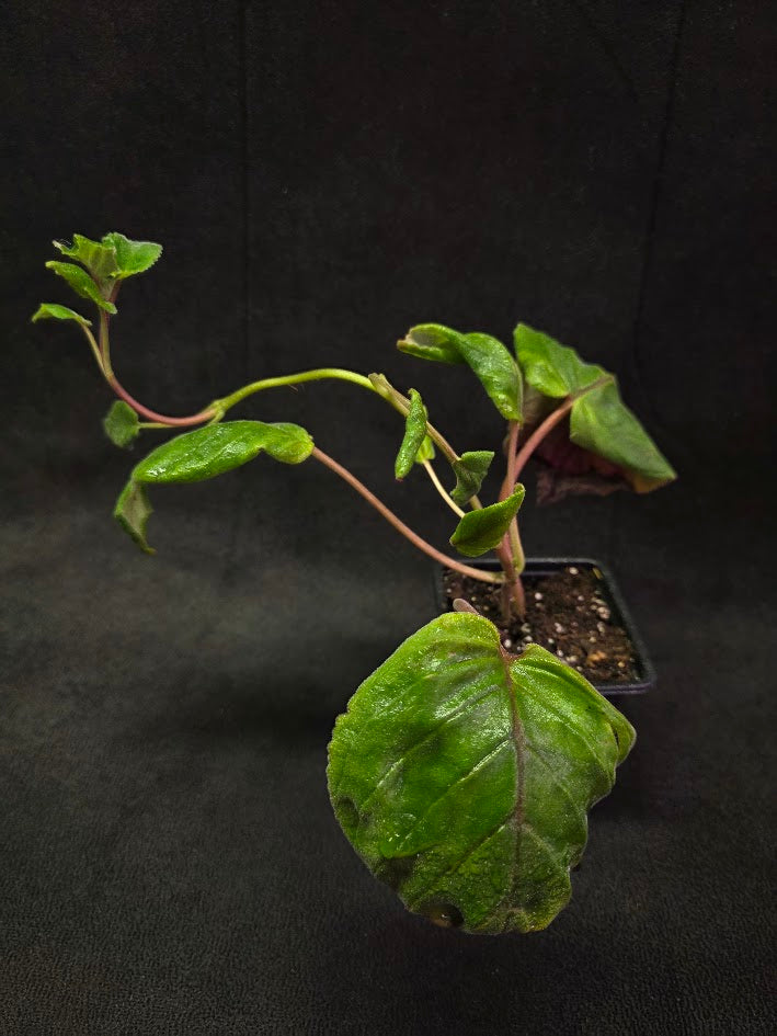 Sinningia HCY's Peacock #01