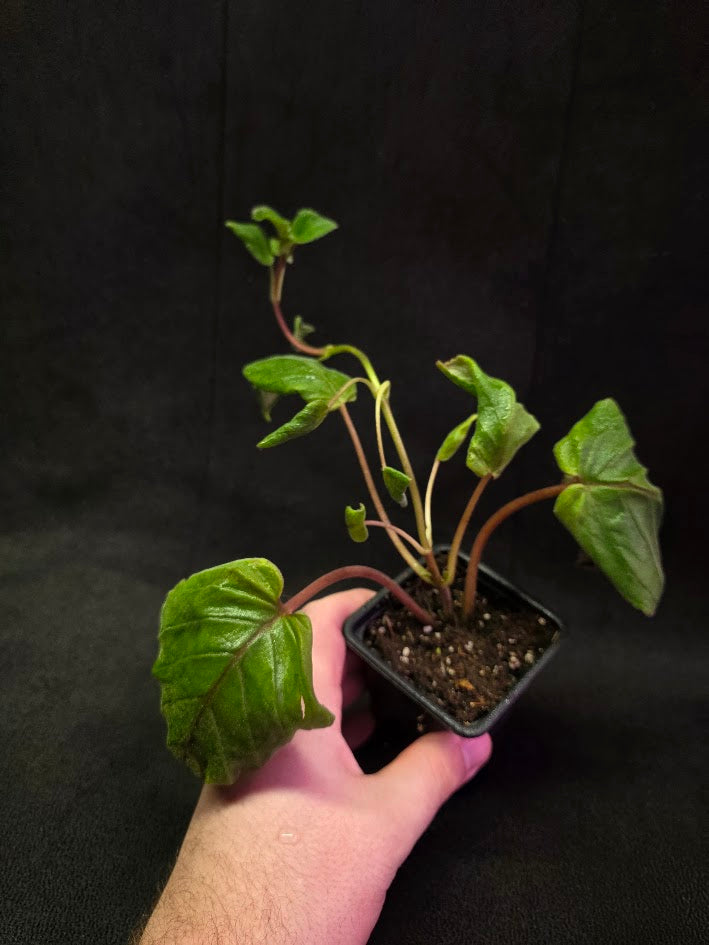 Sinningia HCY's Peacock #01