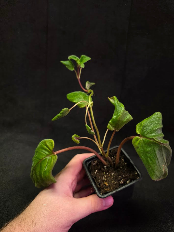 Sinningia HCY's Peacock #01