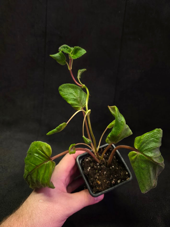 Sinningia HCY's Peacock #01