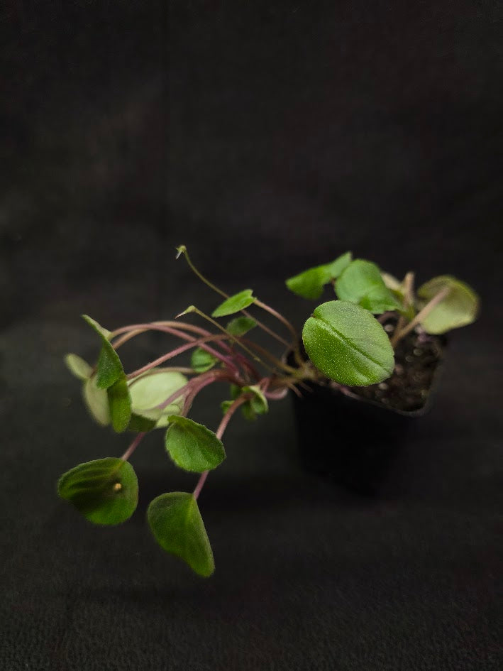 African Violet Michaelmoelleria Vietnamensis #02
