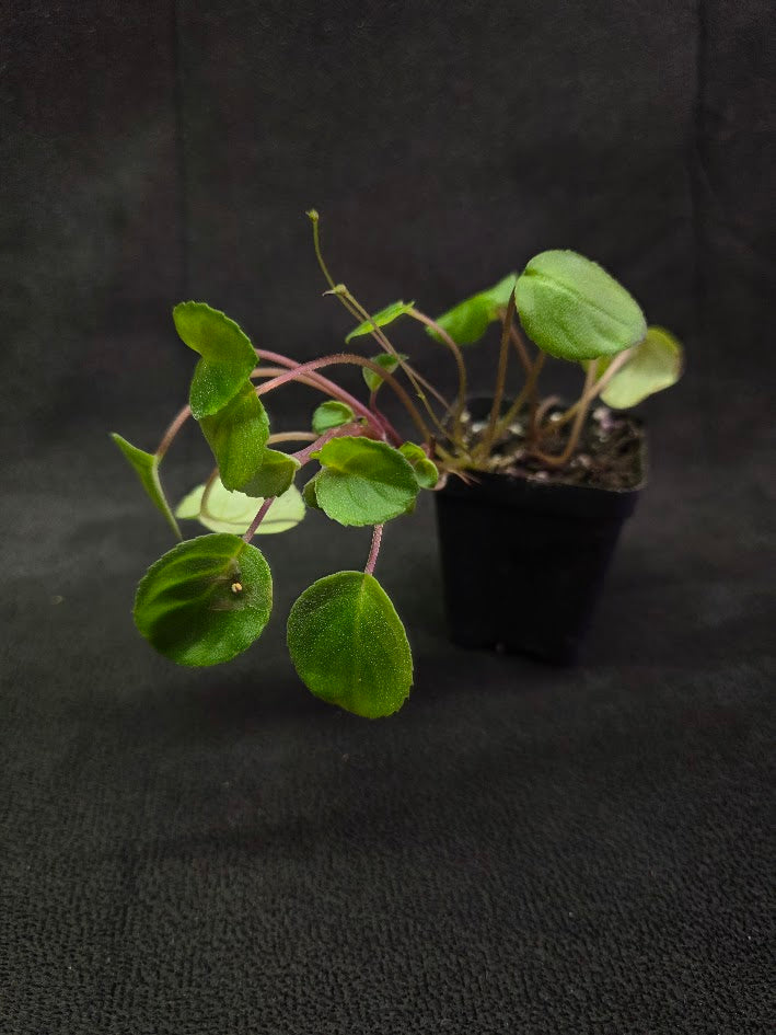 African Violet Michaelmoelleria Vietnamensis #02