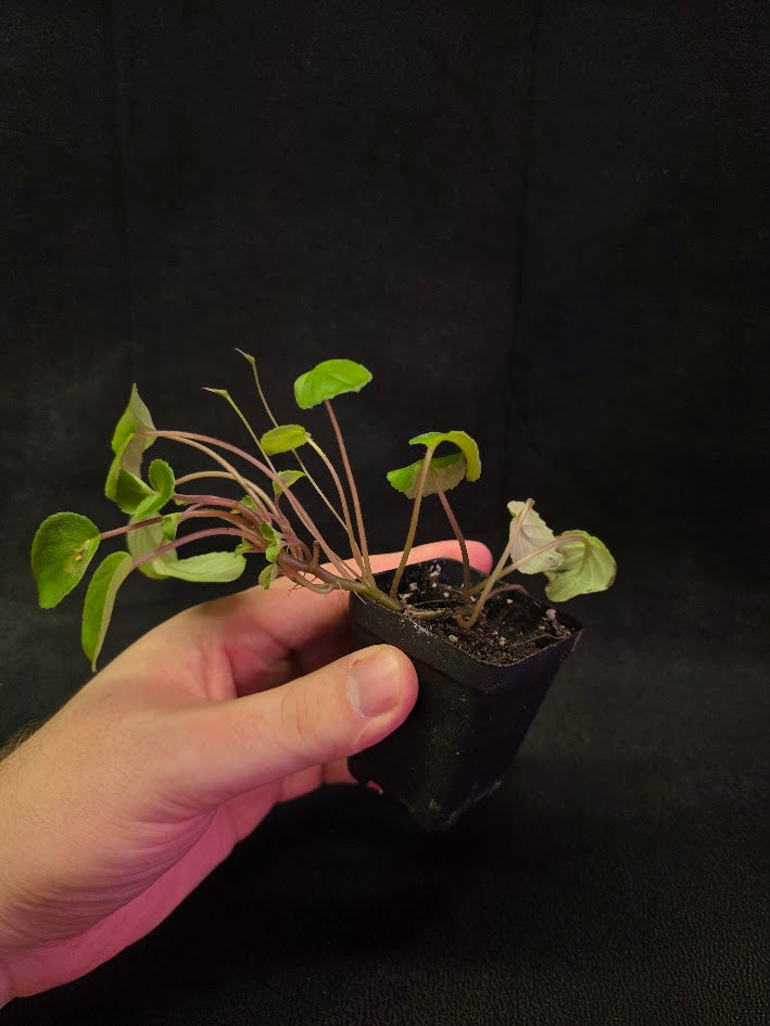 African Violet Michaelmoelleria Vietnamensis #02