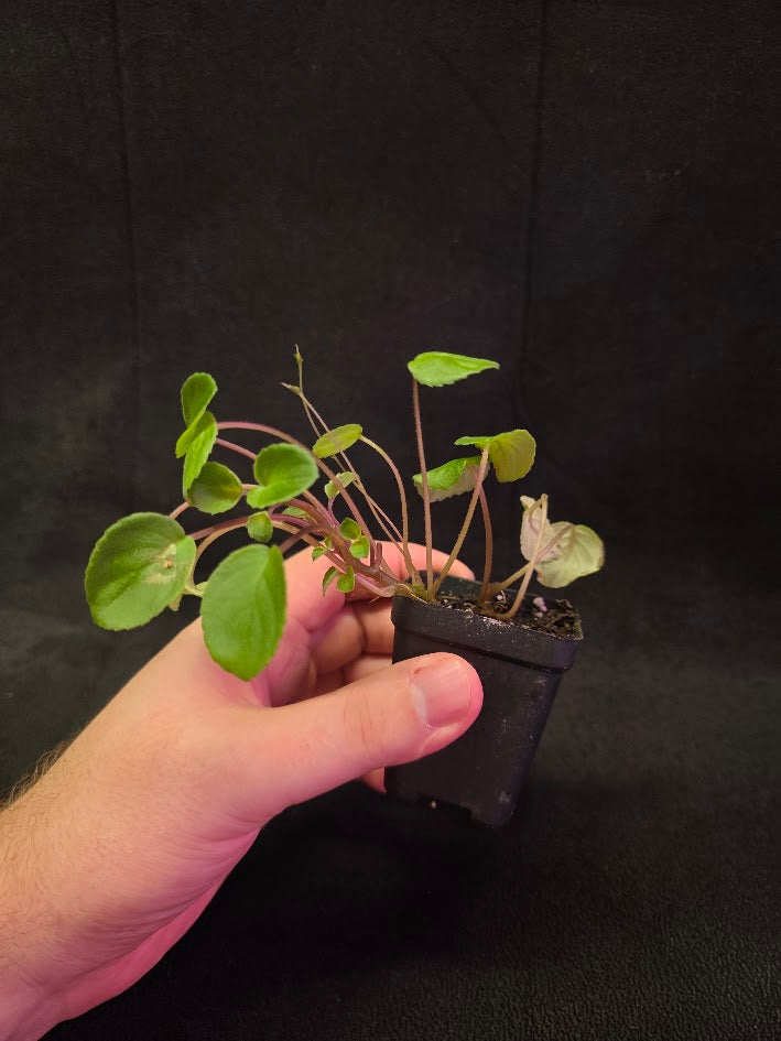 African Violet Michaelmoelleria Vietnamensis #02