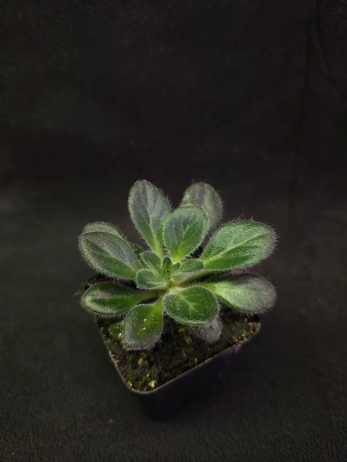 Primulina USBRG 98-083 - Singapore #01