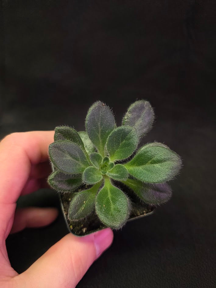 Primulina USBRG 98-083 - Singapore #01