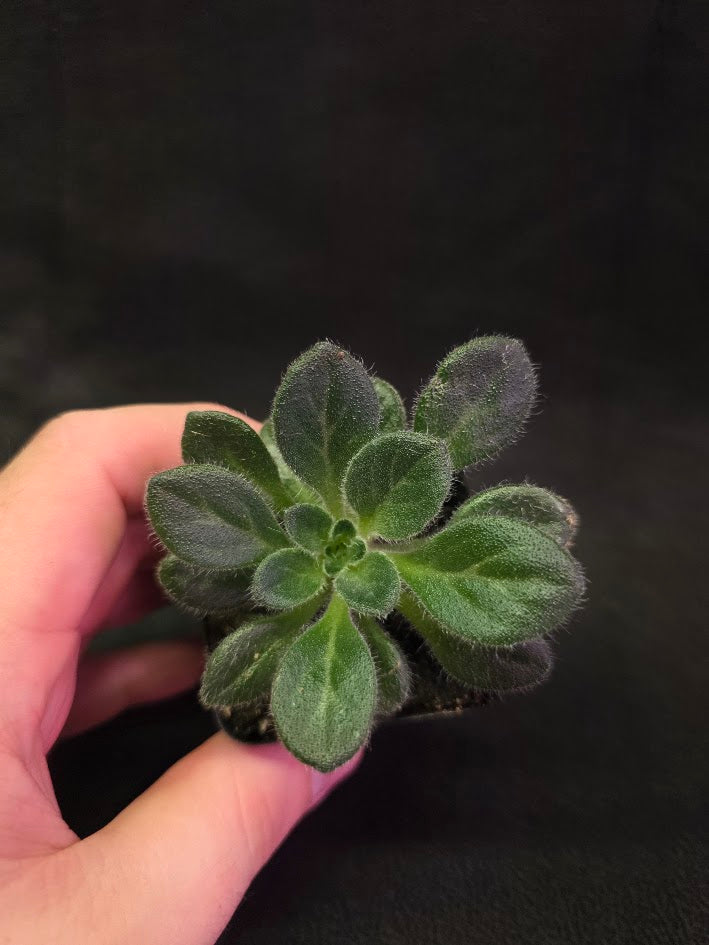 Primulina USBRG 98-083 - Singapore #01