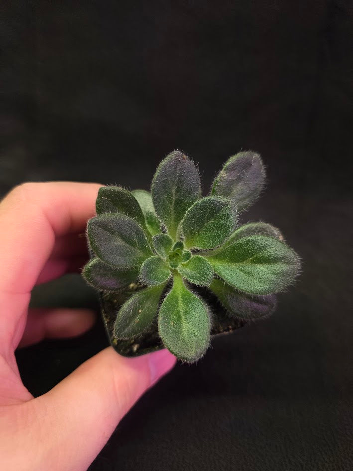 Primulina USBRG 98-083 - Singapore #01