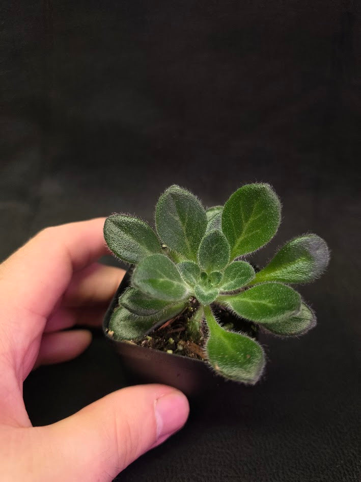 Primulina USBRG 98-083 - Singapore #02