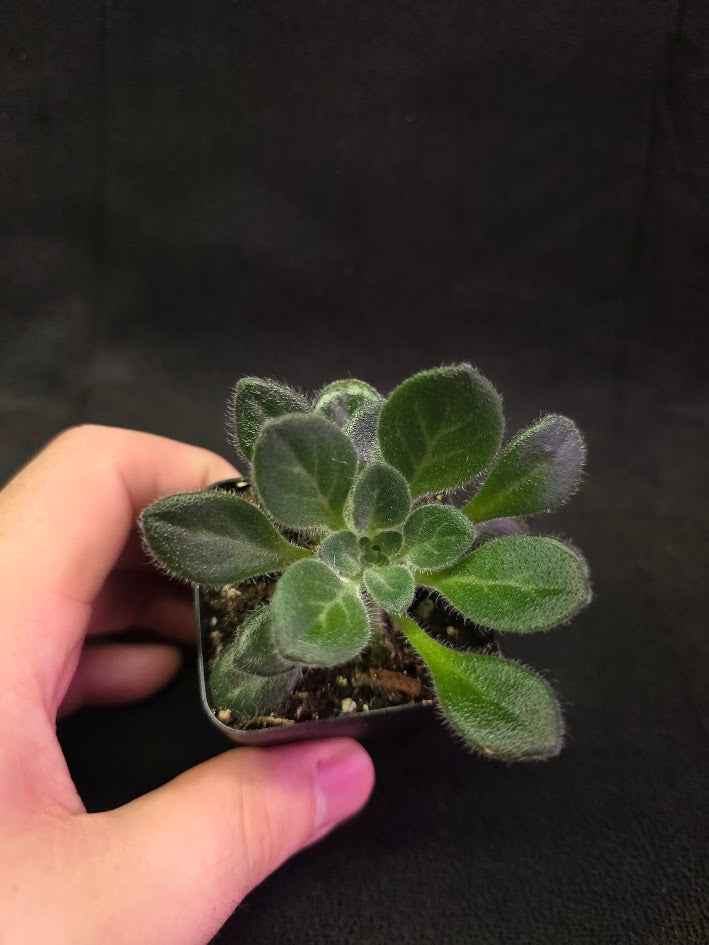 Primulina USBRG 98-083 - Singapore #02