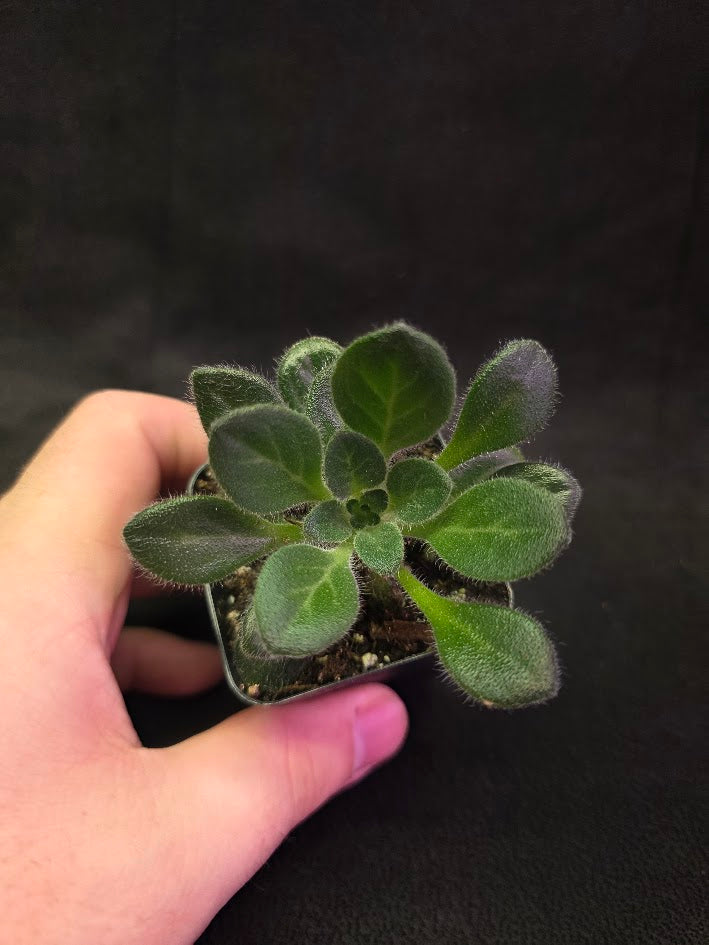 Primulina USBRG 98-083 - Singapore #02