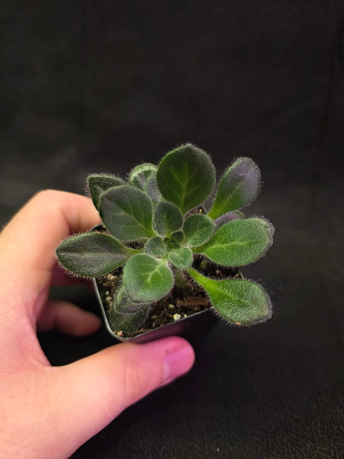 Primulina USBRG 98-083 - Singapore #02