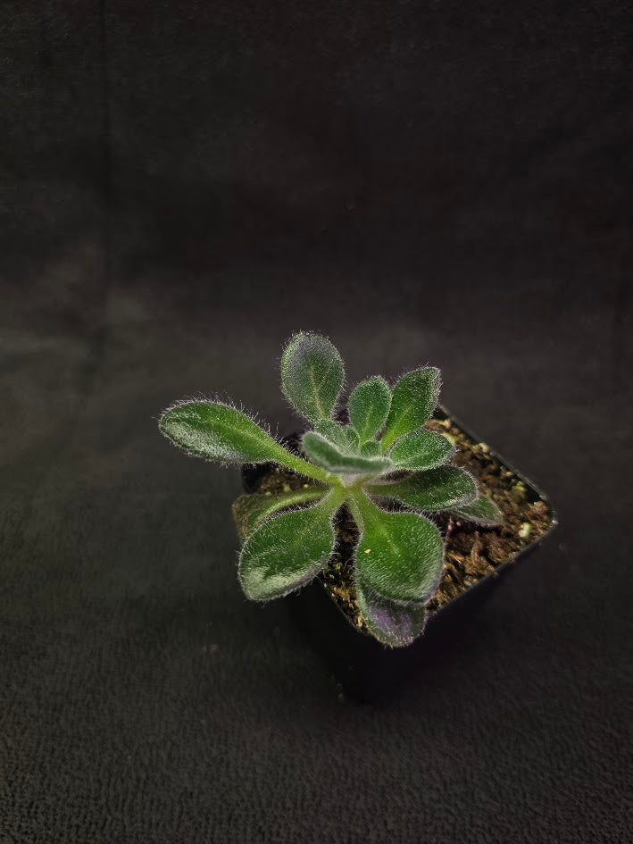 Primulina USBRG 98-083 - Singapore #03