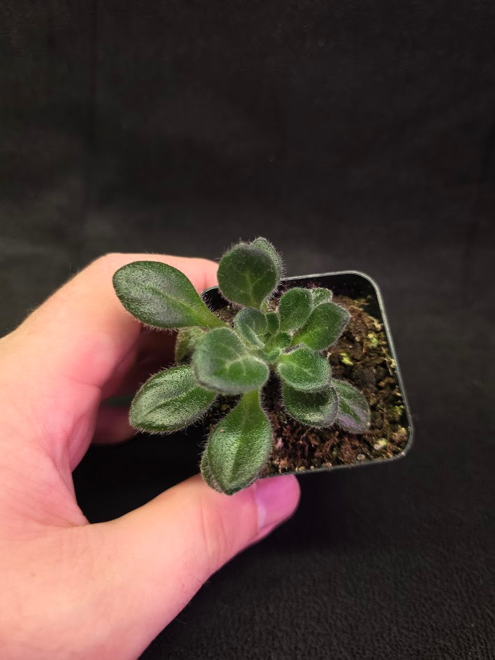 Primulina USBRG 98-083 - Singapore #03