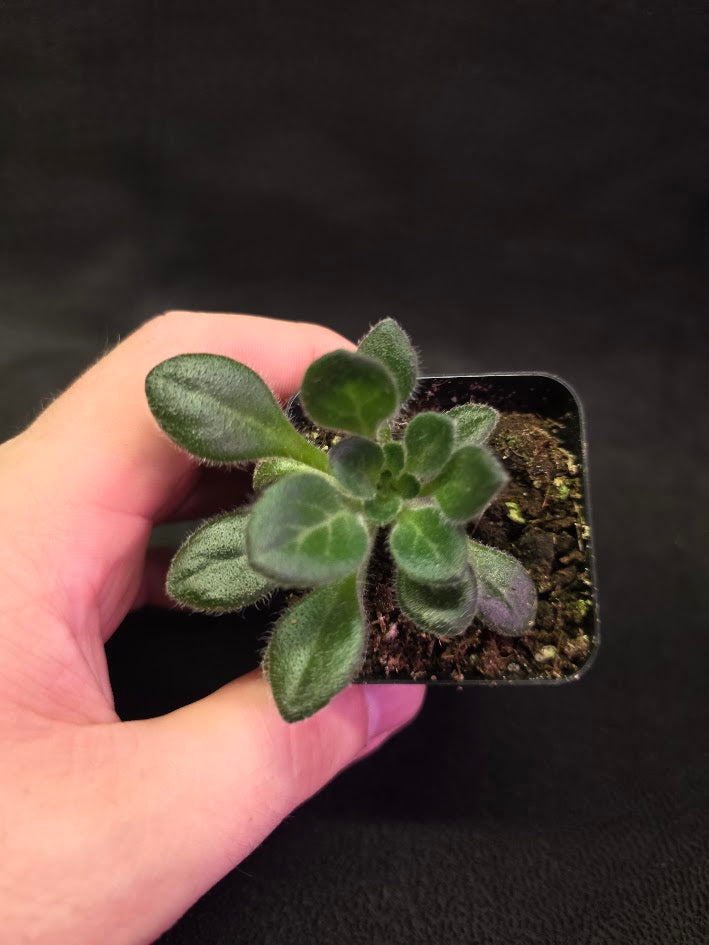 Primulina USBRG 98-083 - Singapore #03