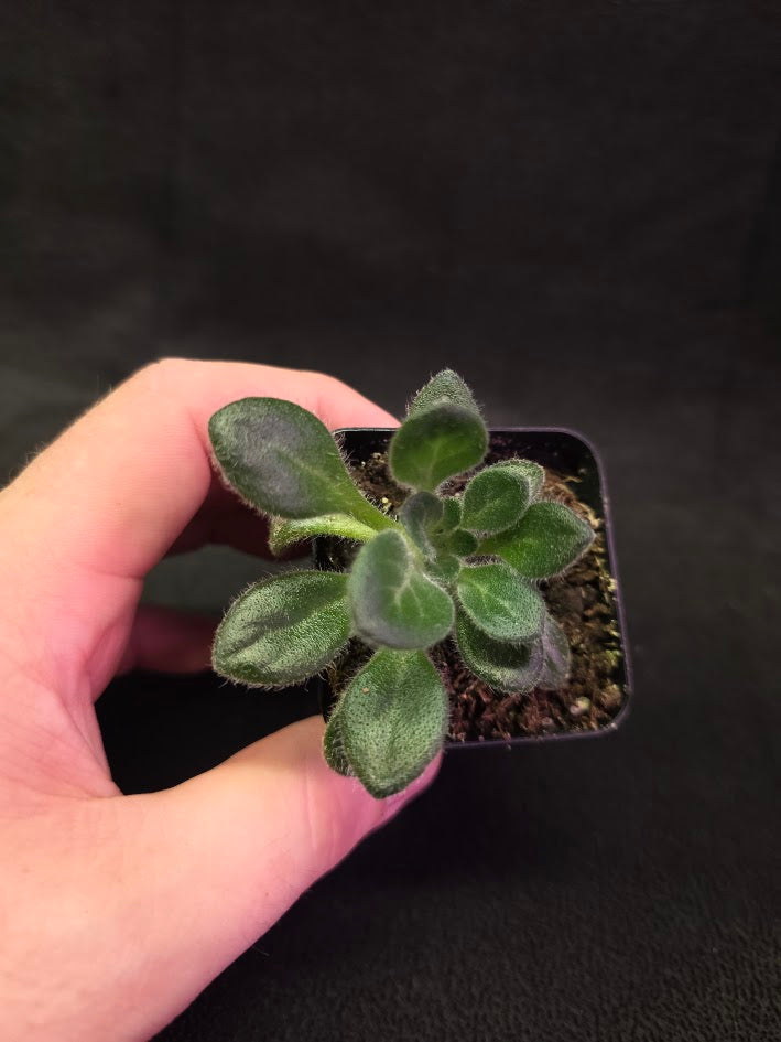 Primulina USBRG 98-083 - Singapore #03