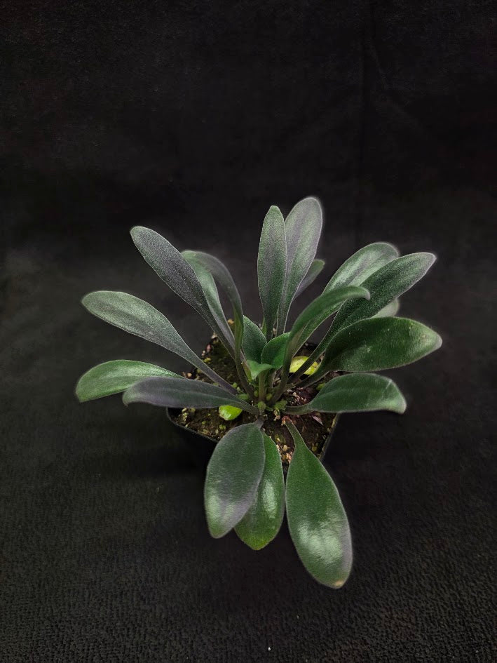 Primulina Schouchingensis #01